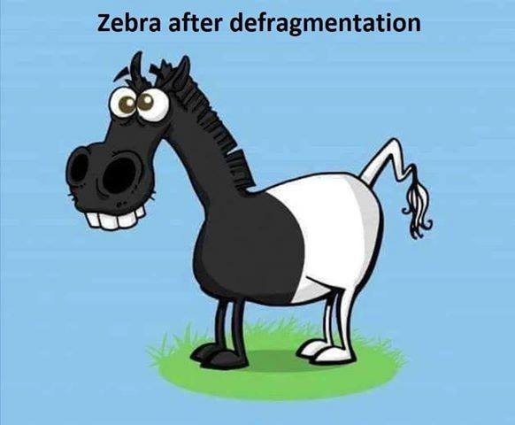 zebra.jpg