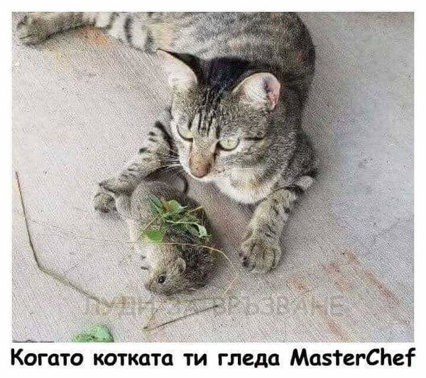 Kot.jpg