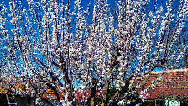 IMG_20200313_130117-M.jpg