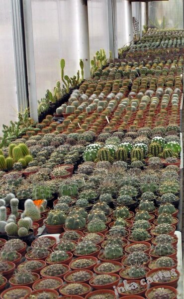malki cacti.jpg