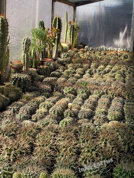 golemi cacti.jpg