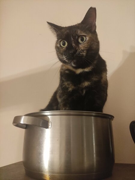 Pip.jpg