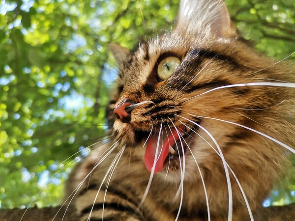 nala.jpg