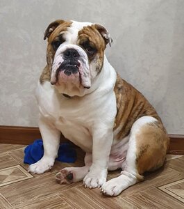 English-Bulldog-18.jpg