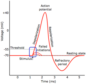 Example-of-a-neuronal-membrane-votage-changes.png