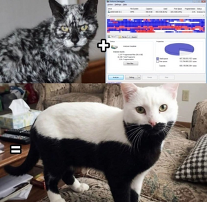 cat.png