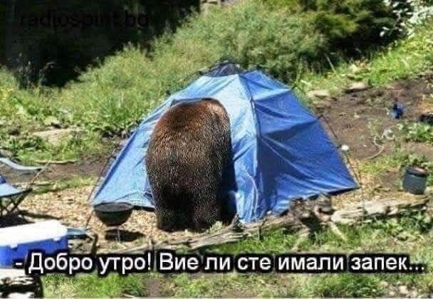 bear.jpg