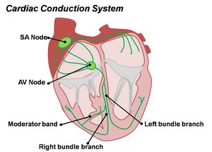 Cardiac_Conduction_System.jpg
