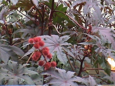 DSC00001.JPG