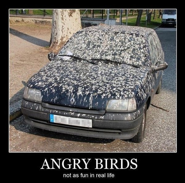 Angry Birds.jpg