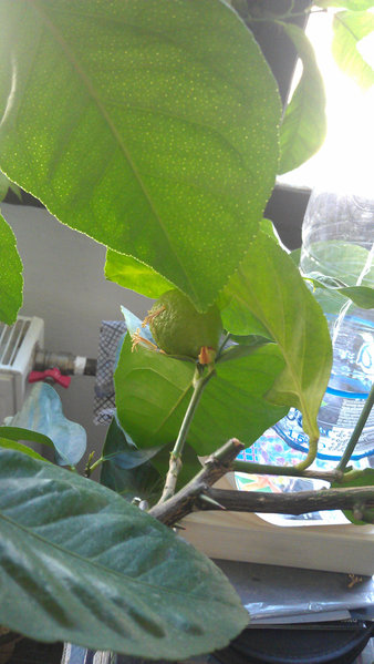 IMAG0754.jpg