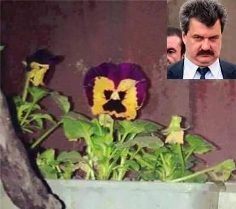 batkata.jpg